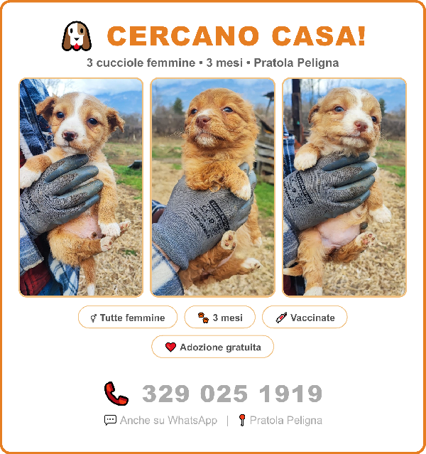 🐶 Tre Cucciole Femmine Di 3 Mesi Cercano Casa – Pratola Peligna