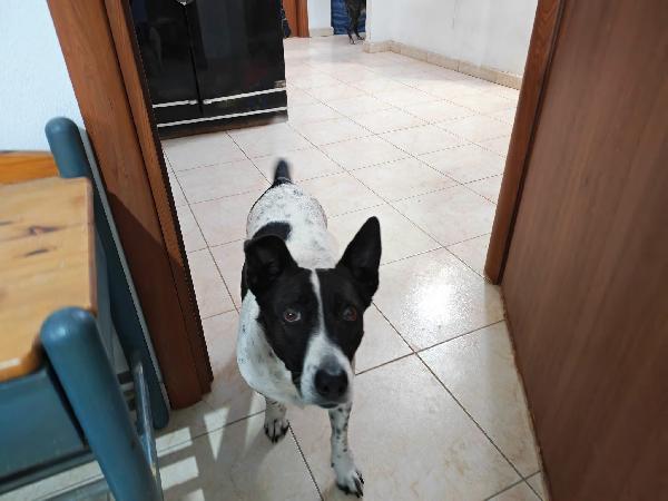 Jessy: simpaticissima nonnina cerca nuova famiglia  Foto 3