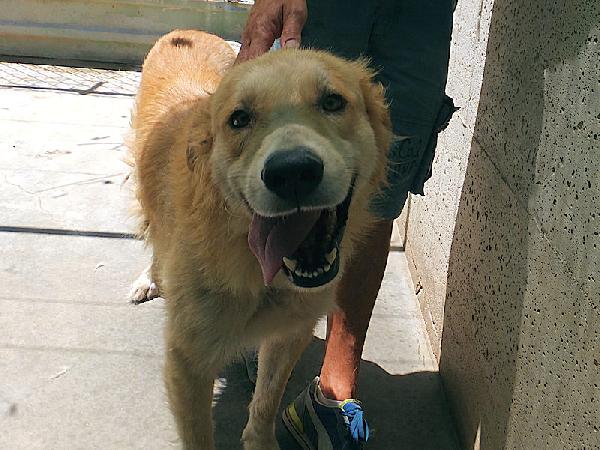 Aurelio bello, socievole e affettuoso Foto 2