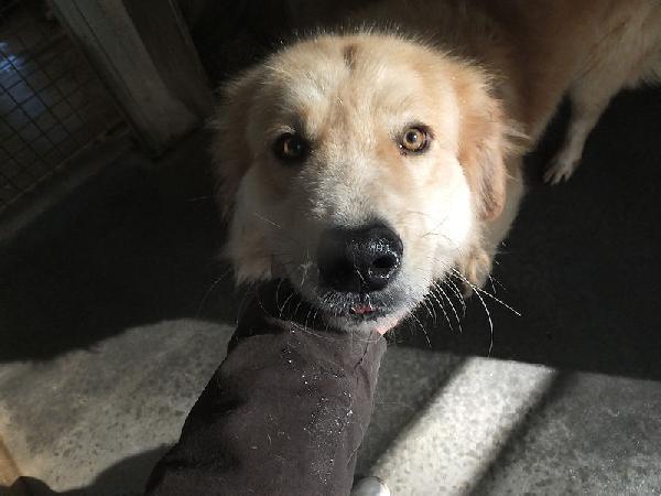 Aurelio bello, socievole e affettuoso Foto 3