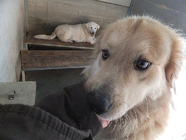 Aurelio bello, socievole e affettuoso Foto 4