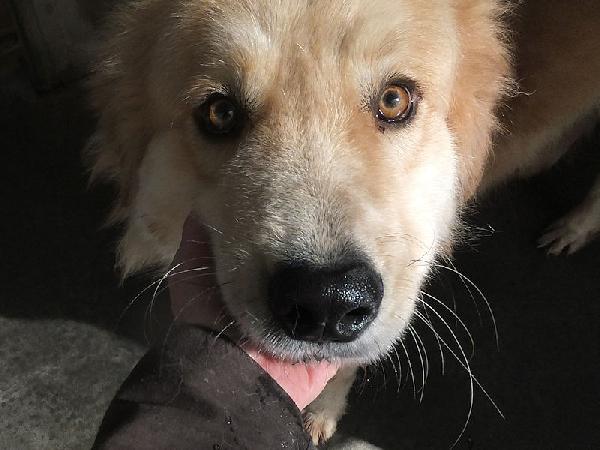 Aurelio bello, socievole e affettuoso Foto 6