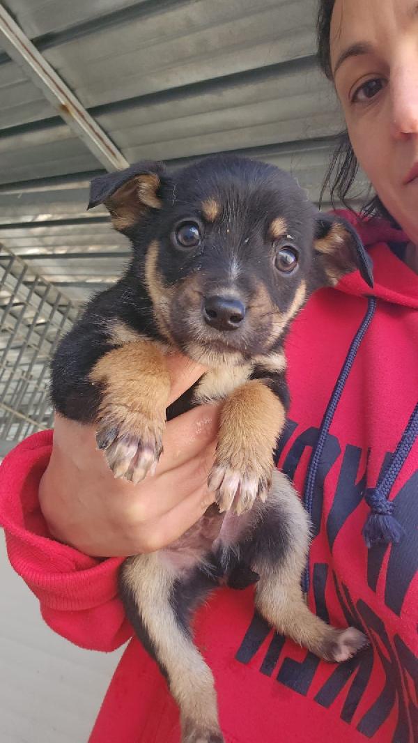 Stromboli Splendido Dolce Cucciolino Cerca Casa 