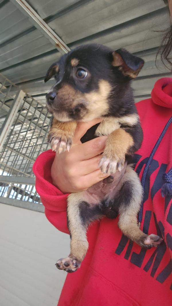 Stromboli splendido dolce Cucciolino cerca casa  Foto 2