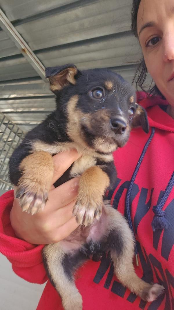 Stromboli splendido dolce Cucciolino cerca casa  Foto 5