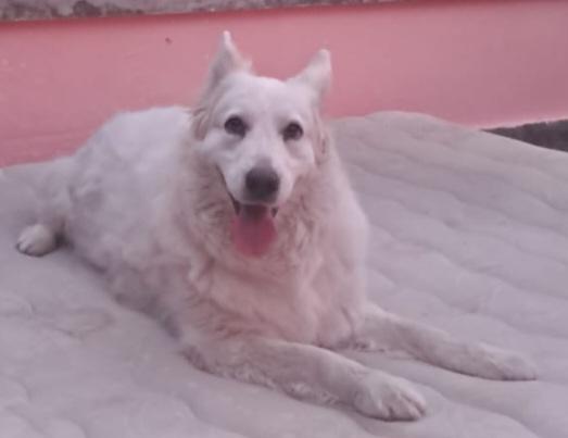 Zira Cerca Casa Adozione