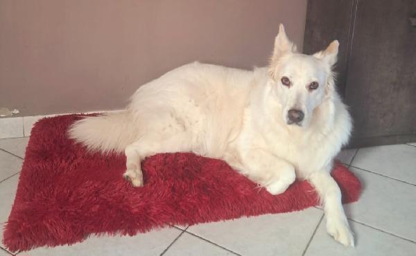 Zira cerca casa Adozione Foto 2