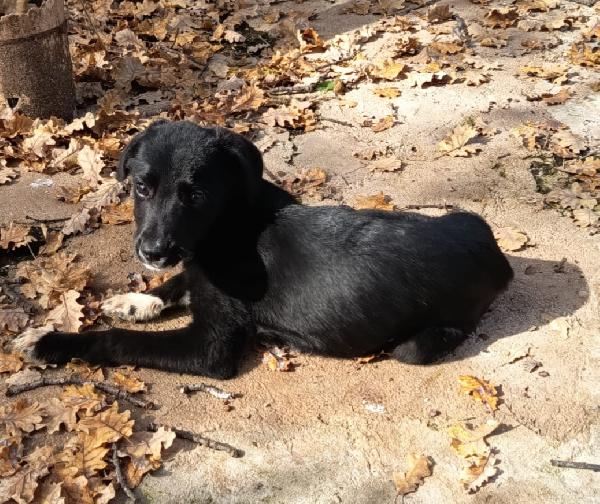 UNA MAMMA PER NOIR Foto 2