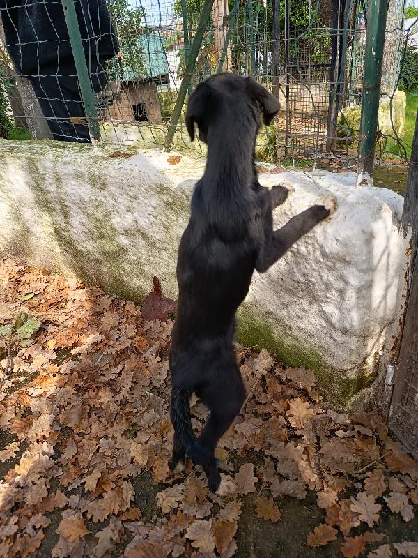 UNA MAMMA PER NOIR Foto 3