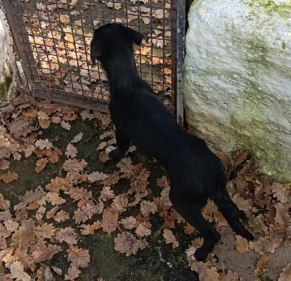 UNA MAMMA PER NOIR Foto 4