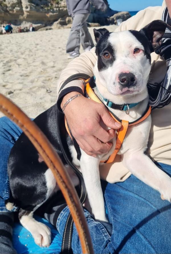 Meraviglioso Cucciolo Jack 