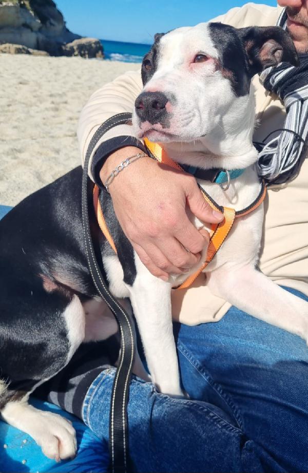 MERAVIGLIOSO CUCCIOLO JACK  Foto 2