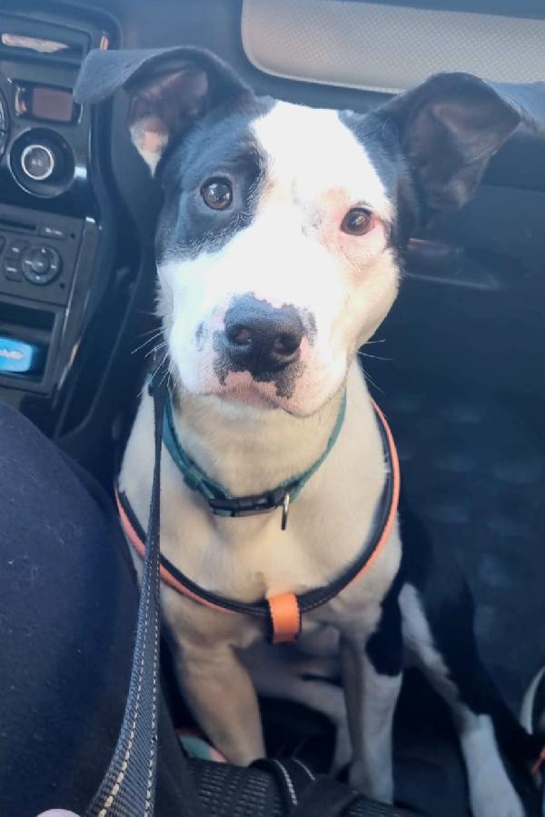 MERAVIGLIOSO CUCCIOLO JACK  Foto 3