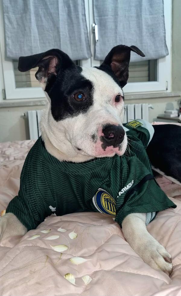 MERAVIGLIOSO CUCCIOLO JACK  Foto 4