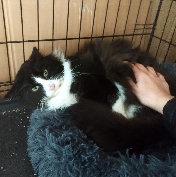 Oreo: Micio Pelo Lungo Di 1 Anno E Mezzo Cerca Famiglia 