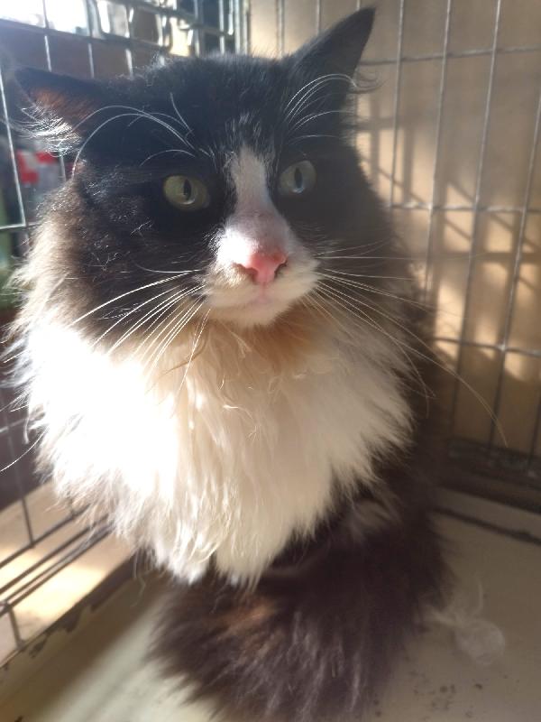 OREO: MICIO PELO LUNGO DI 1 ANNO E MEZZO CERCA FAMIGLIA  Foto 2