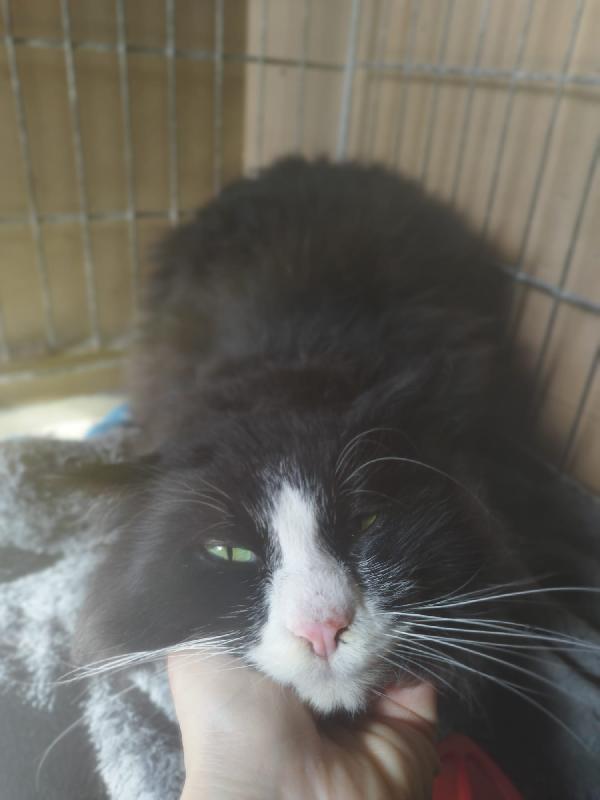 OREO: MICIO PELO LUNGO DI 1 ANNO E MEZZO CERCA FAMIGLIA  Foto 3