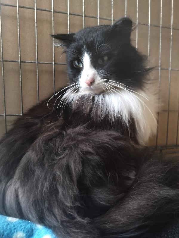 OREO: MICIO PELO LUNGO DI 1 ANNO E MEZZO CERCA FAMIGLIA  Foto 4