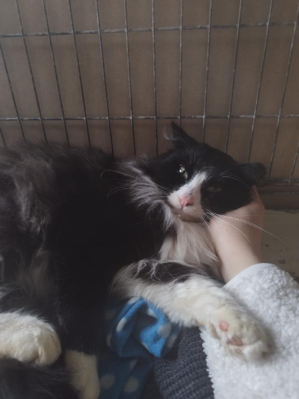 OREO: MICIO PELO LUNGO DI 1 ANNO E MEZZO CERCA FAMIGLIA  Foto 6