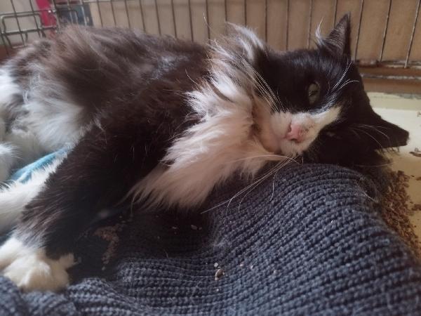 OREO: MICIO PELO LUNGO DI 1 ANNO E MEZZO CERCA FAMIGLIA  Foto 8