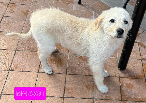 Margot 2 Mesi Taglia Media 