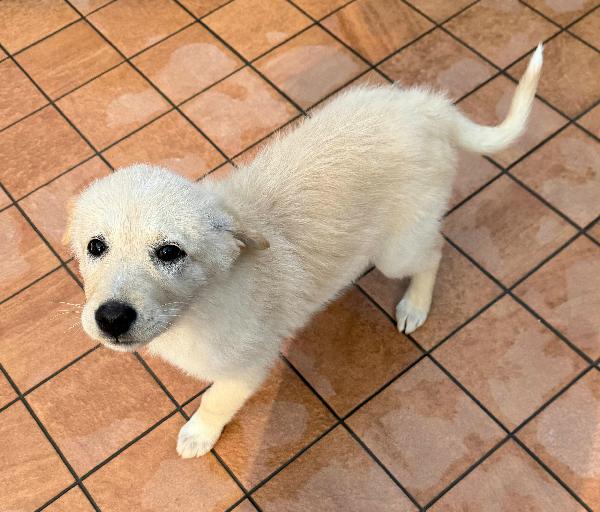 Margot 2 mesi taglia media  Foto 4