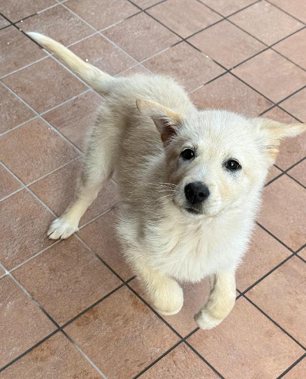 Margot 2 mesi taglia media  Foto 5