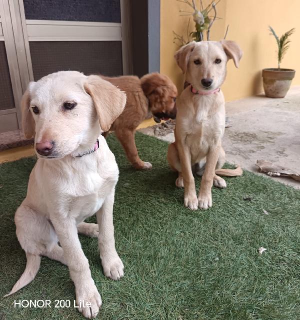 La Bellezza Indescrivibile Di Questi Cuccioli 