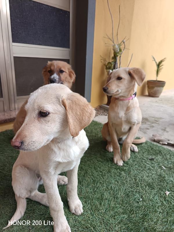 La bellezza indescrivibile di questi cuccioli  Foto 2