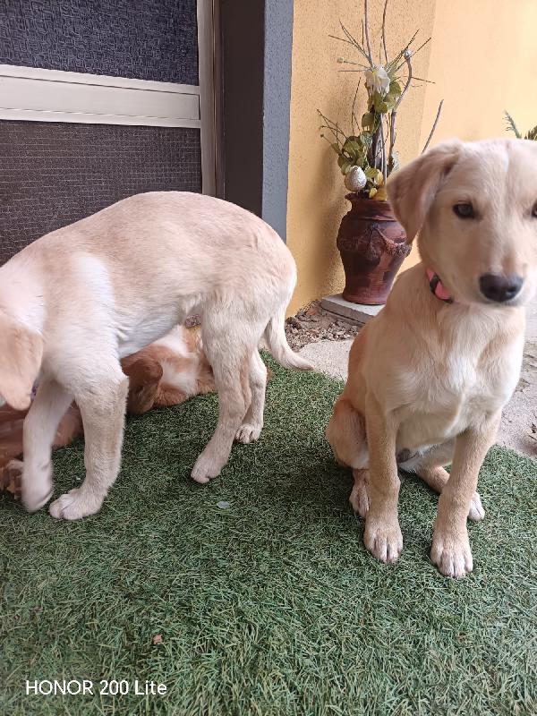 La bellezza indescrivibile di questi cuccioli  Foto 3