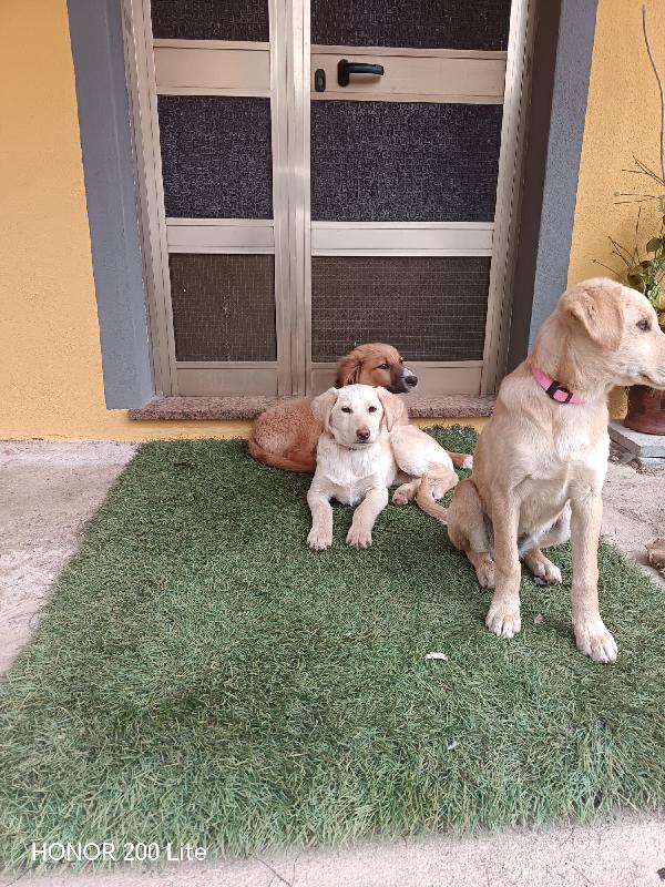 La bellezza indescrivibile di questi cuccioli  Foto 4