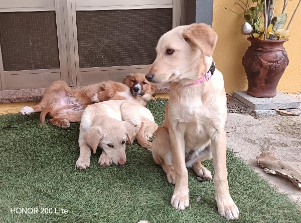 La bellezza indescrivibile di questi cuccioli  Foto 6