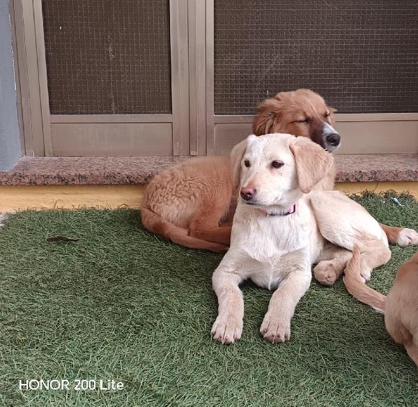 La bellezza indescrivibile di questi cuccioli  Foto 7