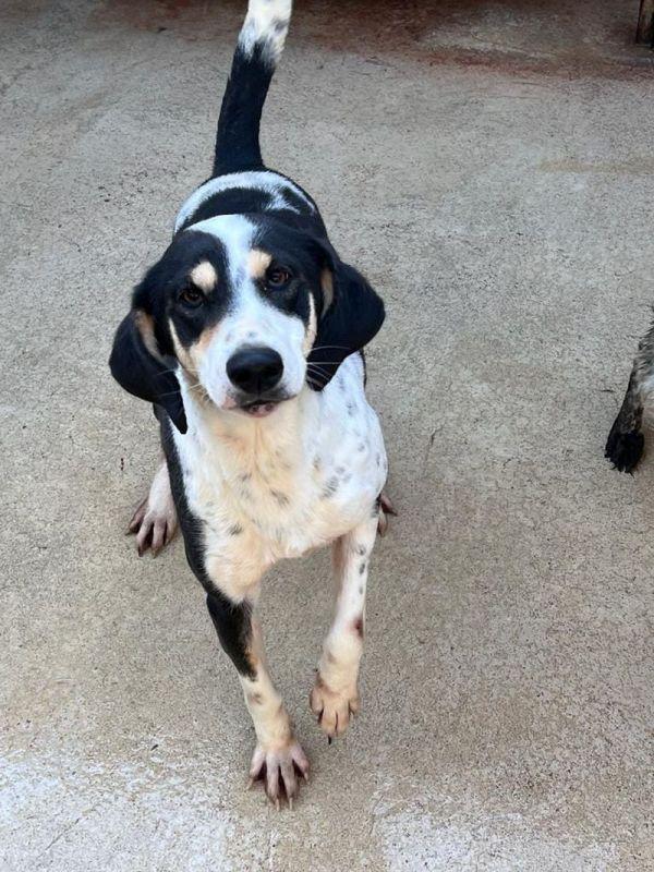 Licia segugetta tricolore Foto 3