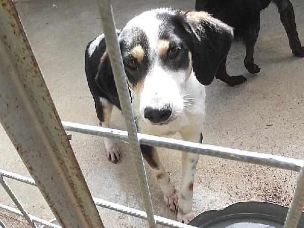 Licia segugetta tricolore Foto 5