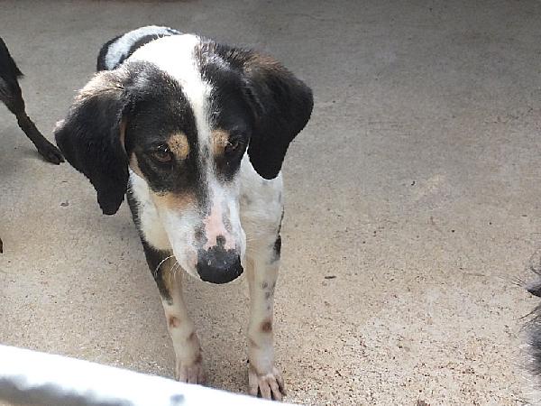 Licia segugetta tricolore Foto 6