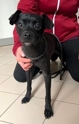 Nerina Dolce Cagnolina