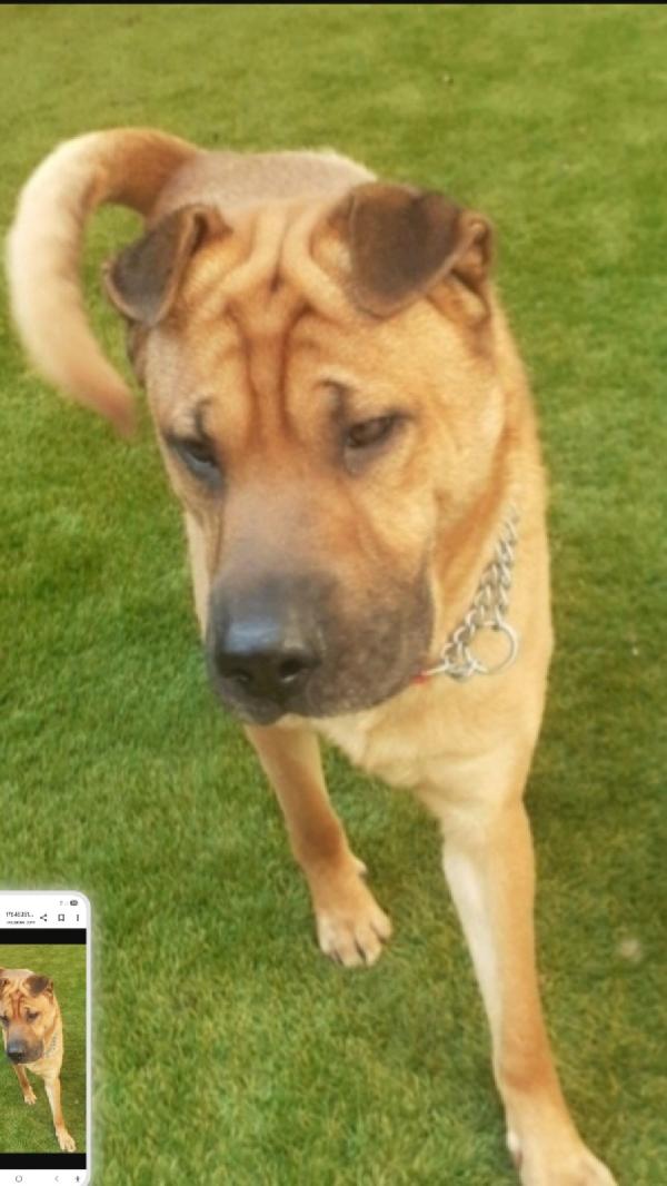 Mix Sharpei 5Anni Rinuncia Di Proprietà!Milano 