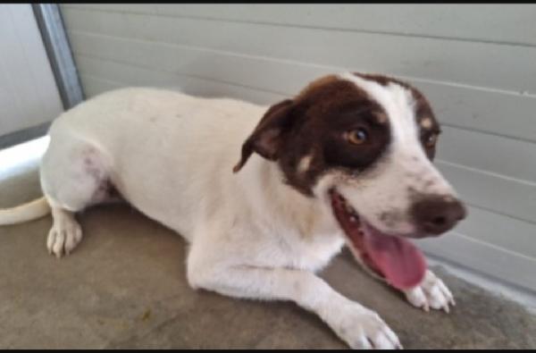 Lillo Mix Segugio Quasi 3Anni Da Cucciolo In Box.cosenza