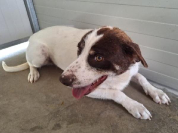 Lillo mix Segugio quasi 3anni da cucciolo in box.COSENZA Foto 2