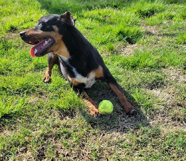 Bullo, il tenerone Foto 2