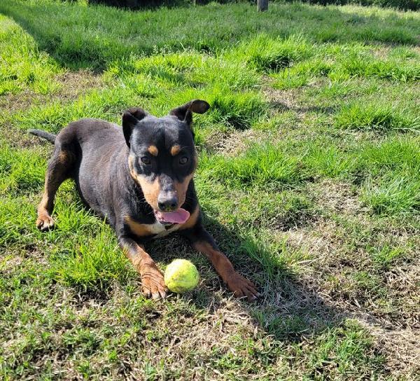 Bullo, il tenerone Foto 3