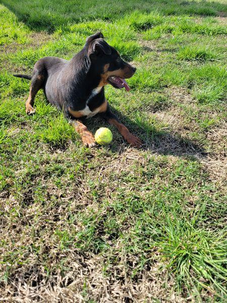 Bullo, il tenerone Foto 4