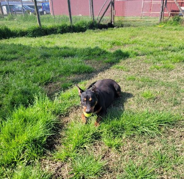 Bullo, il tenerone Foto 5