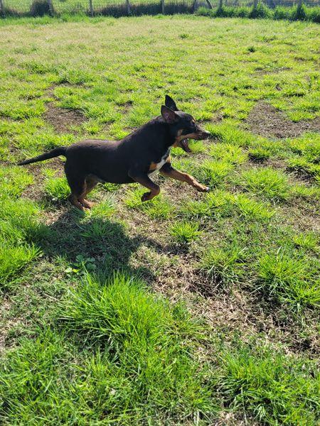 Bullo, il tenerone Foto 6