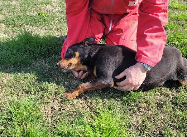 Bullo, il tenerone Foto 7