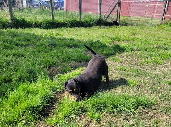 Bullo, il tenerone Foto 8