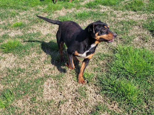 Bullo, il tenerone Foto 9