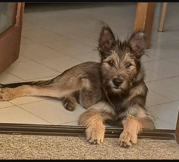 Oreste 8/9Mesi Meraviglioso Sardegna Urgente