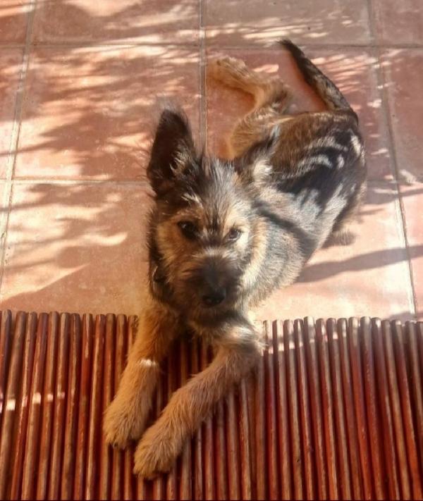 Oreste 8/9mesi meraviglioso SARDEGNA URGENTE Foto 4